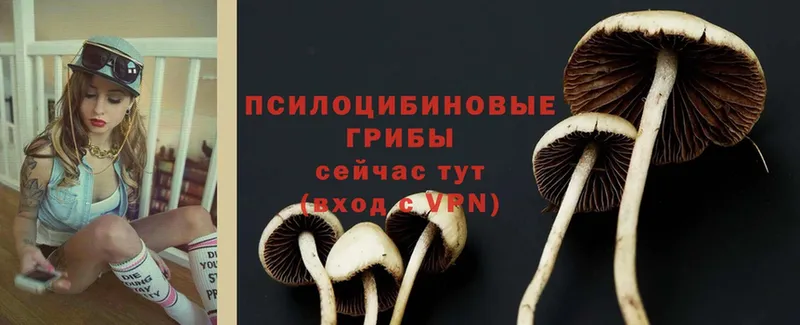 Галлюциногенные грибы Cubensis  где найти наркотики  Тарко-Сале 